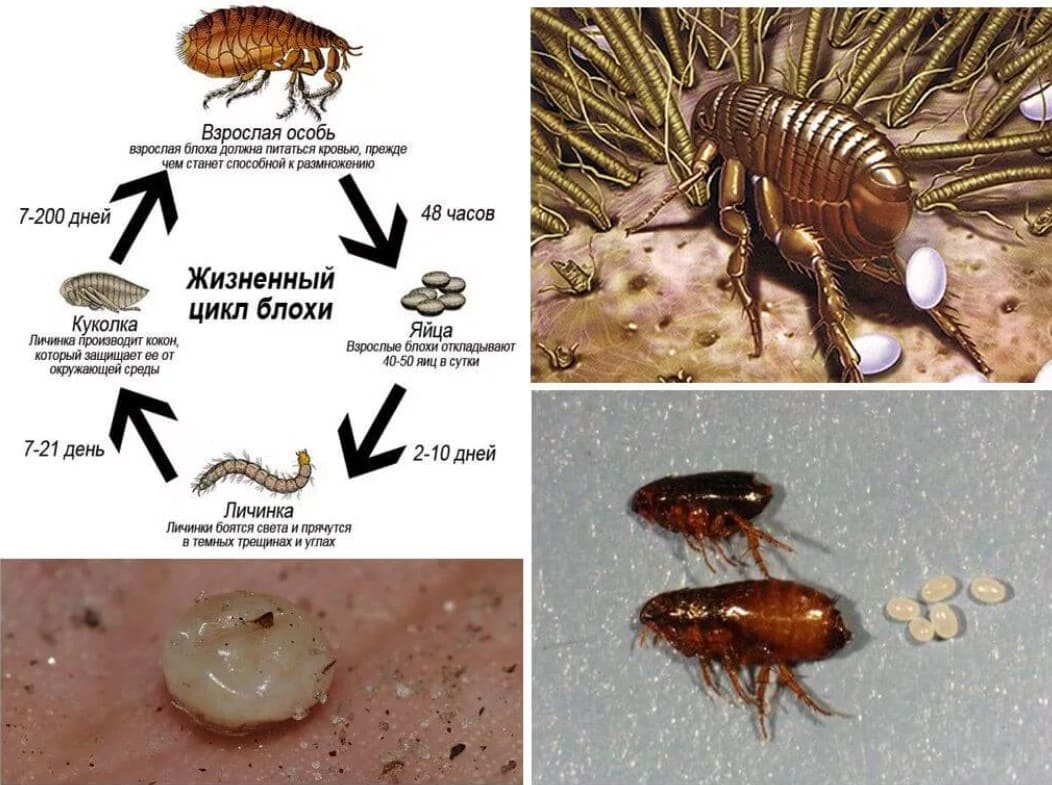 Виды блох с картинками